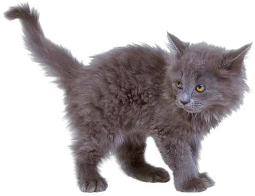 kitten png image free download picture