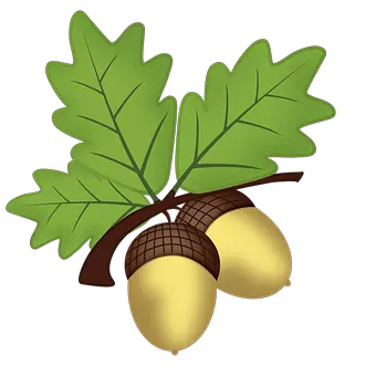 Acorn PNG image