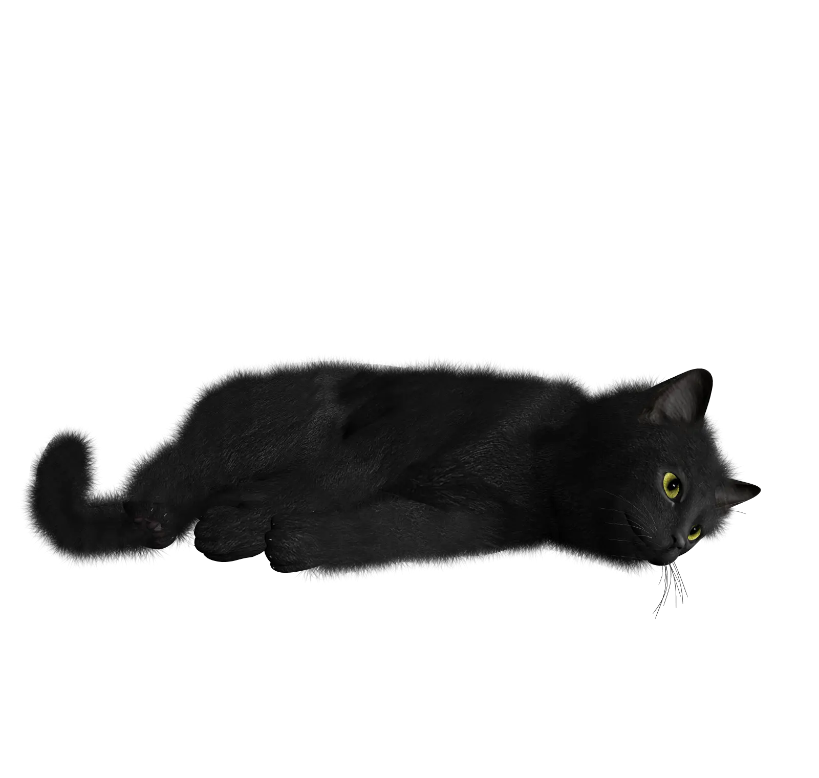 Cat PNG image