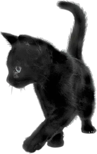 cat png image free download picture kitten