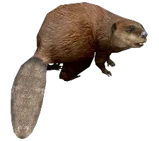Beaver PNG