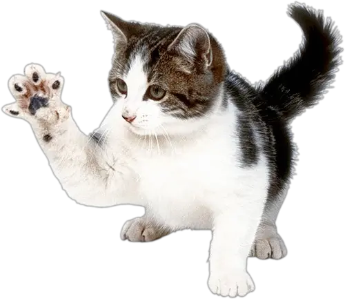 kitten png image free download picture