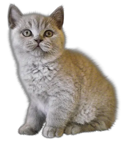 kitten png image free download picture