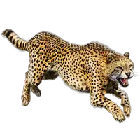 Cheetah PNG