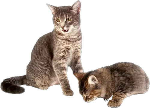 kitten png image free download picture