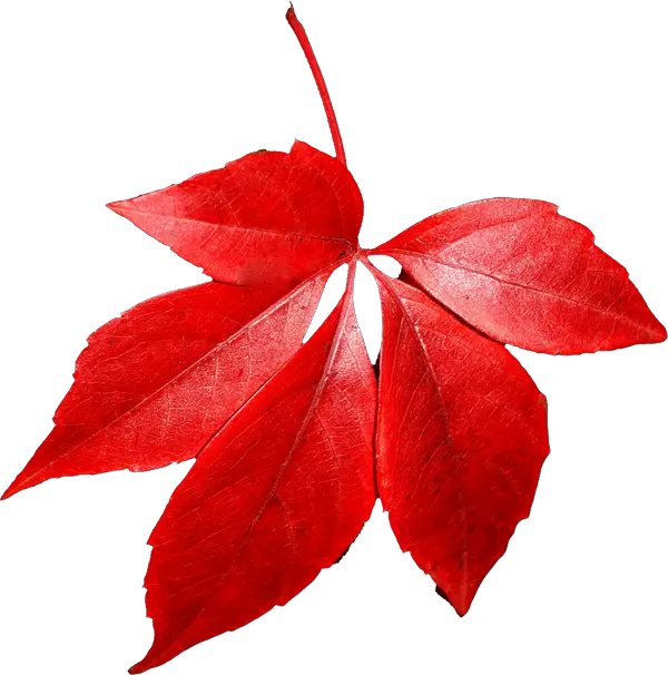 red autumn PNG leaf