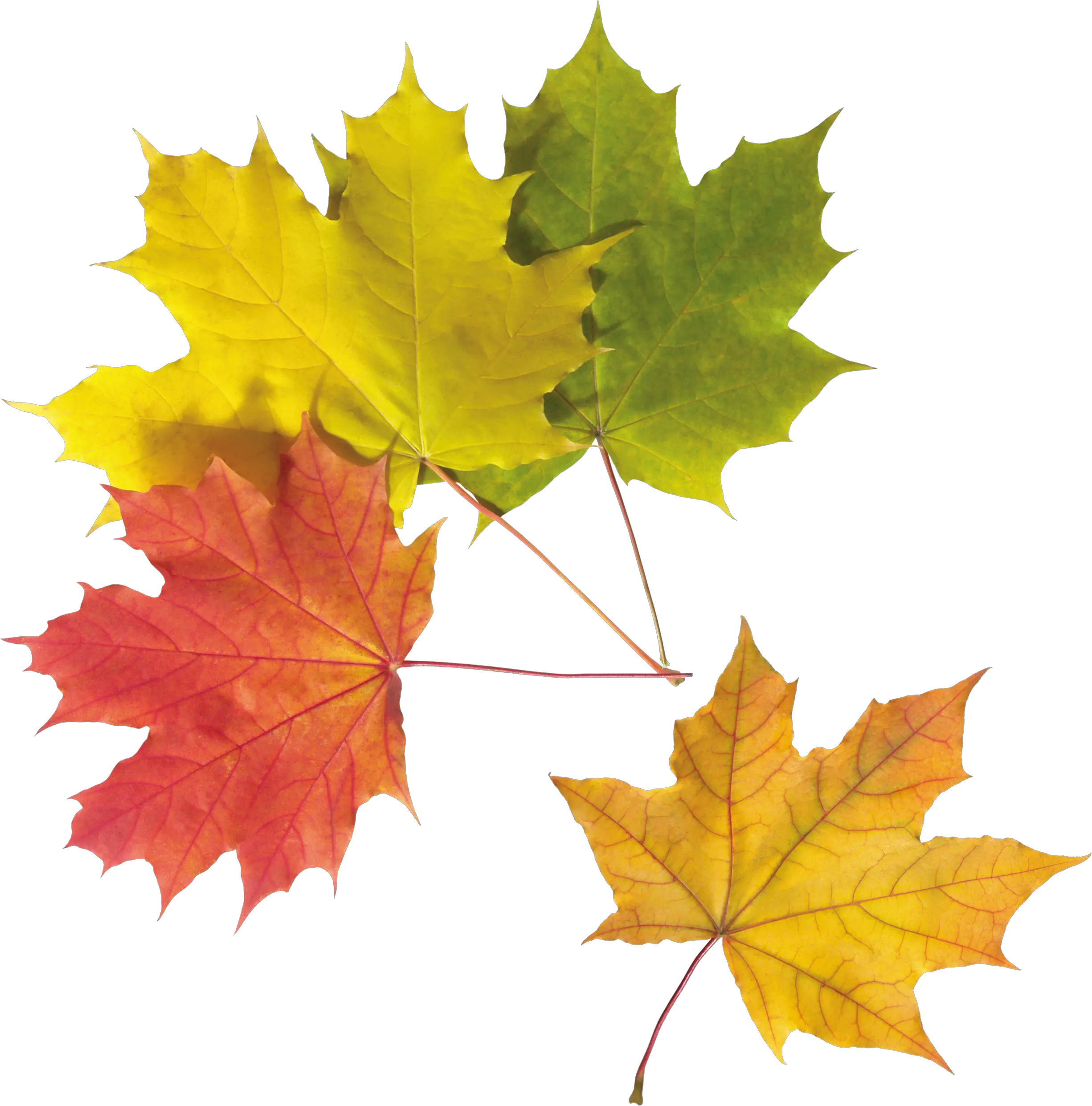 autumn PNG leaf