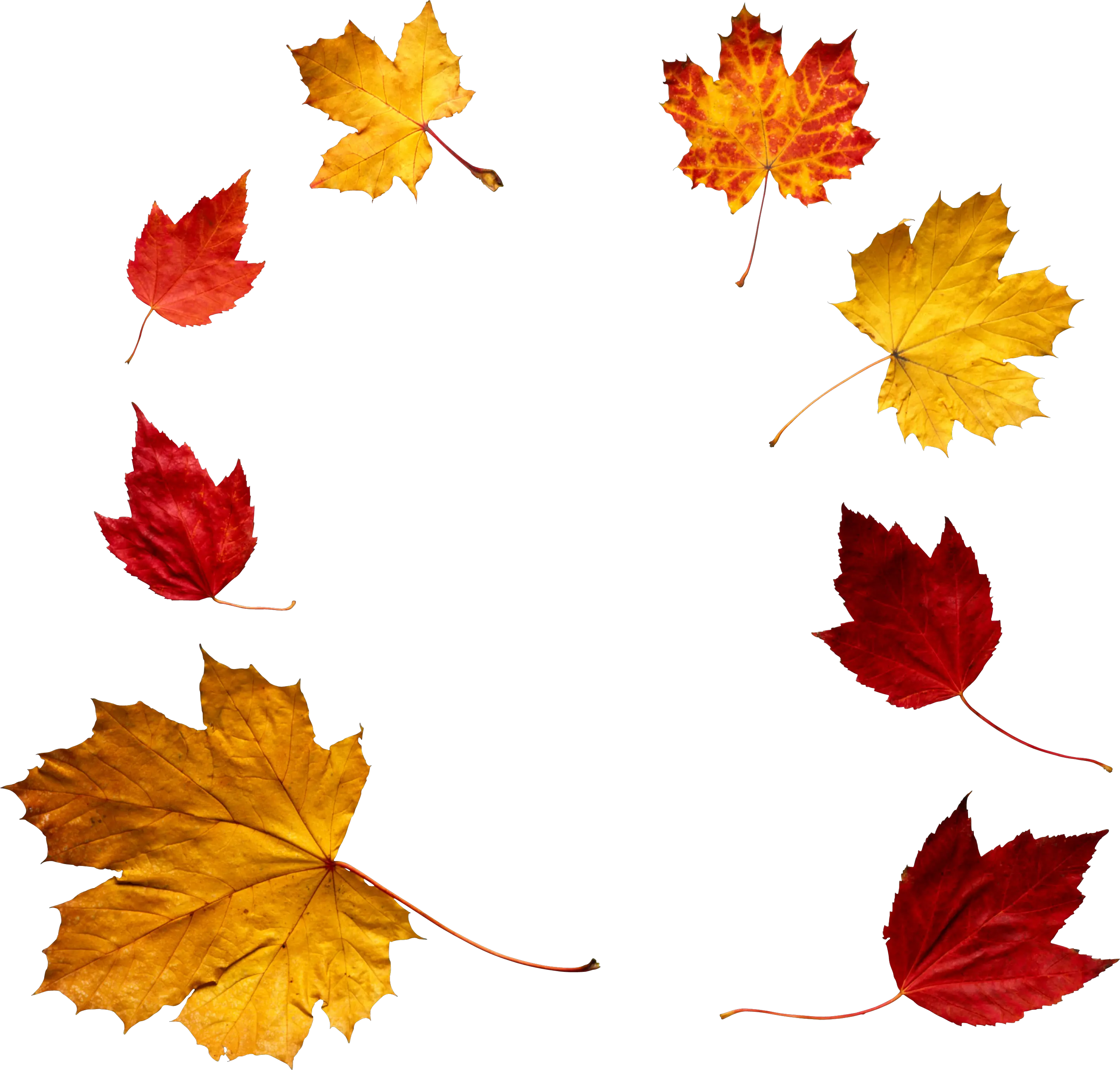 autumn PNG leaf