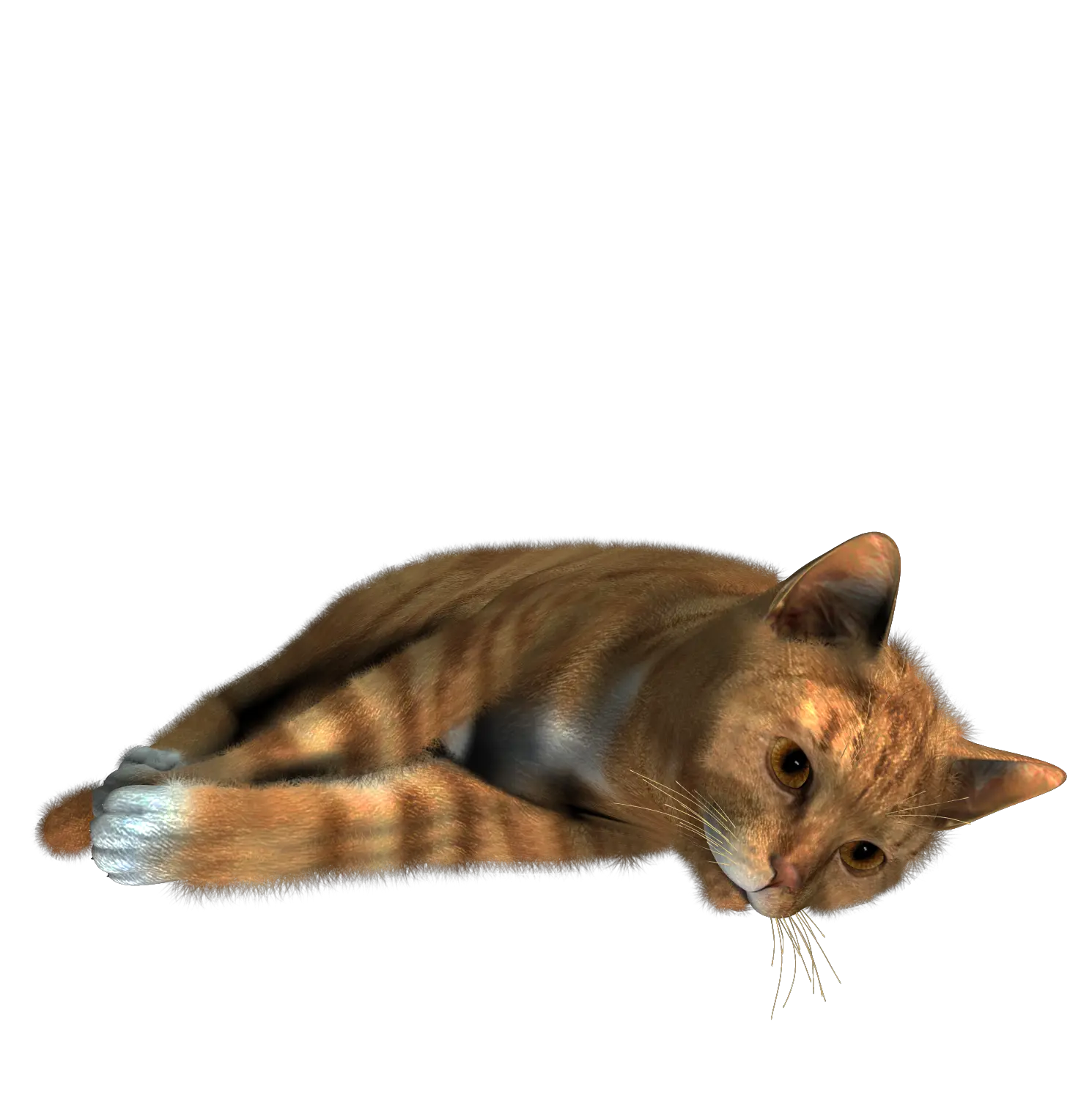 Cat PNG image