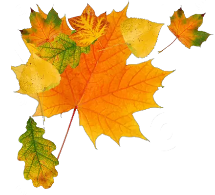 autumn PNG leaves