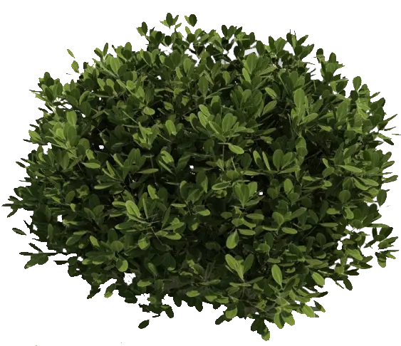 Bush PNG image