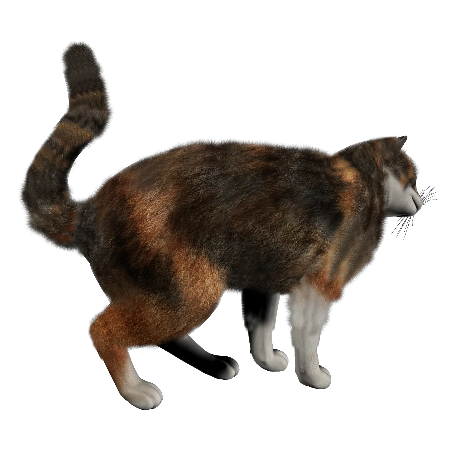 kitten png image free download picture