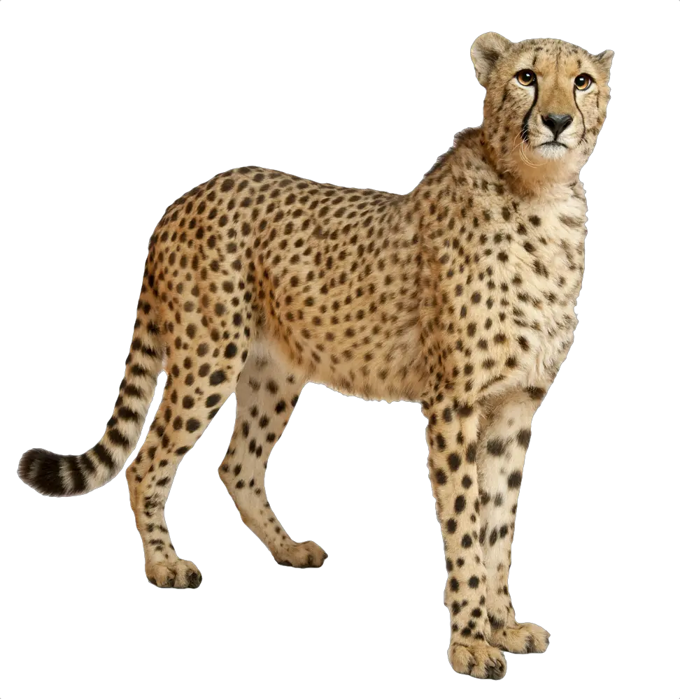 Cheetah PNG