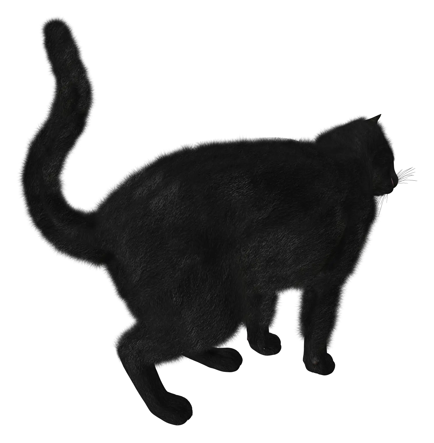 Black Cat PNG image