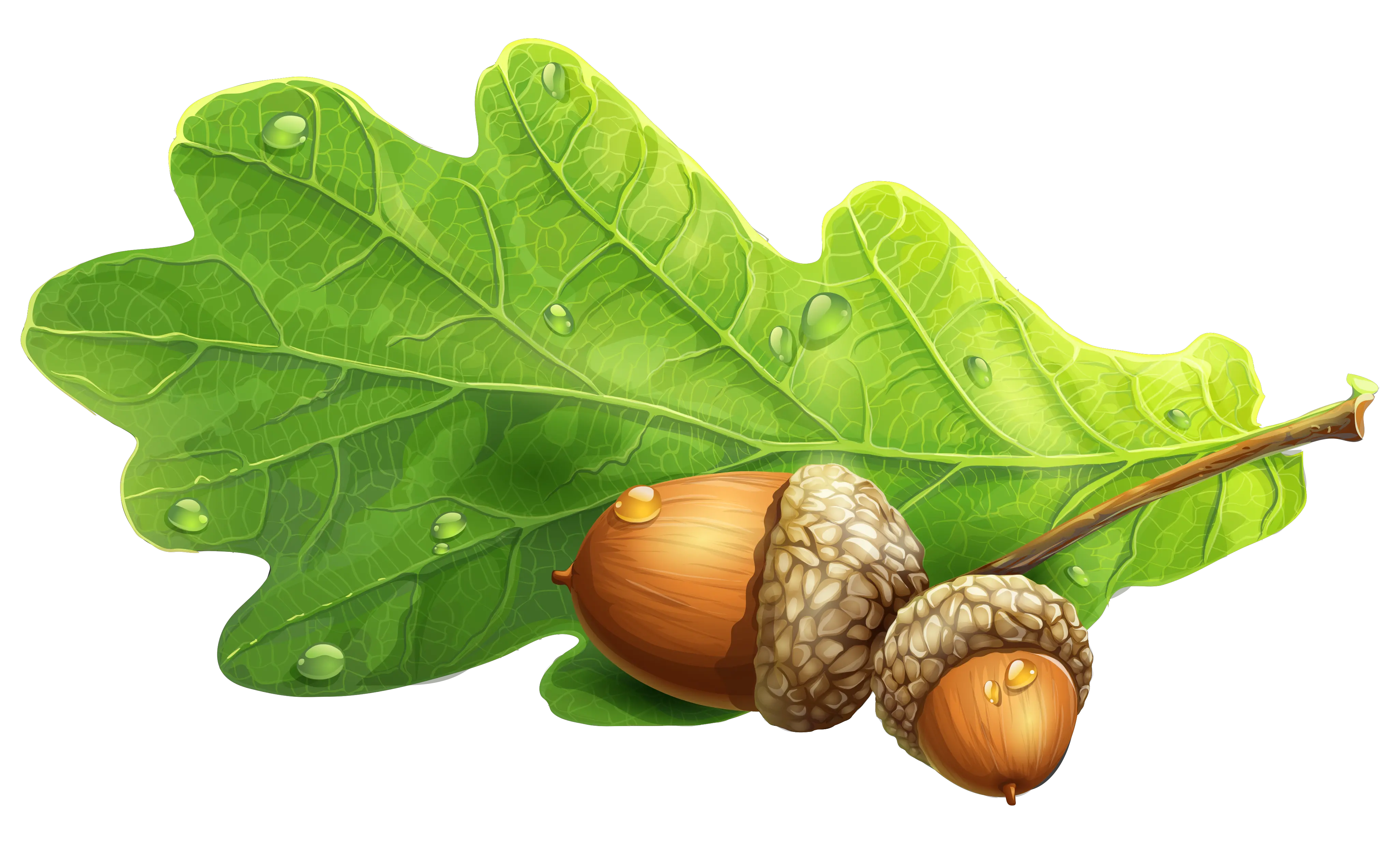 Acorn PNG image