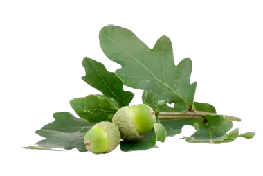 Acorn PNG image free acorns