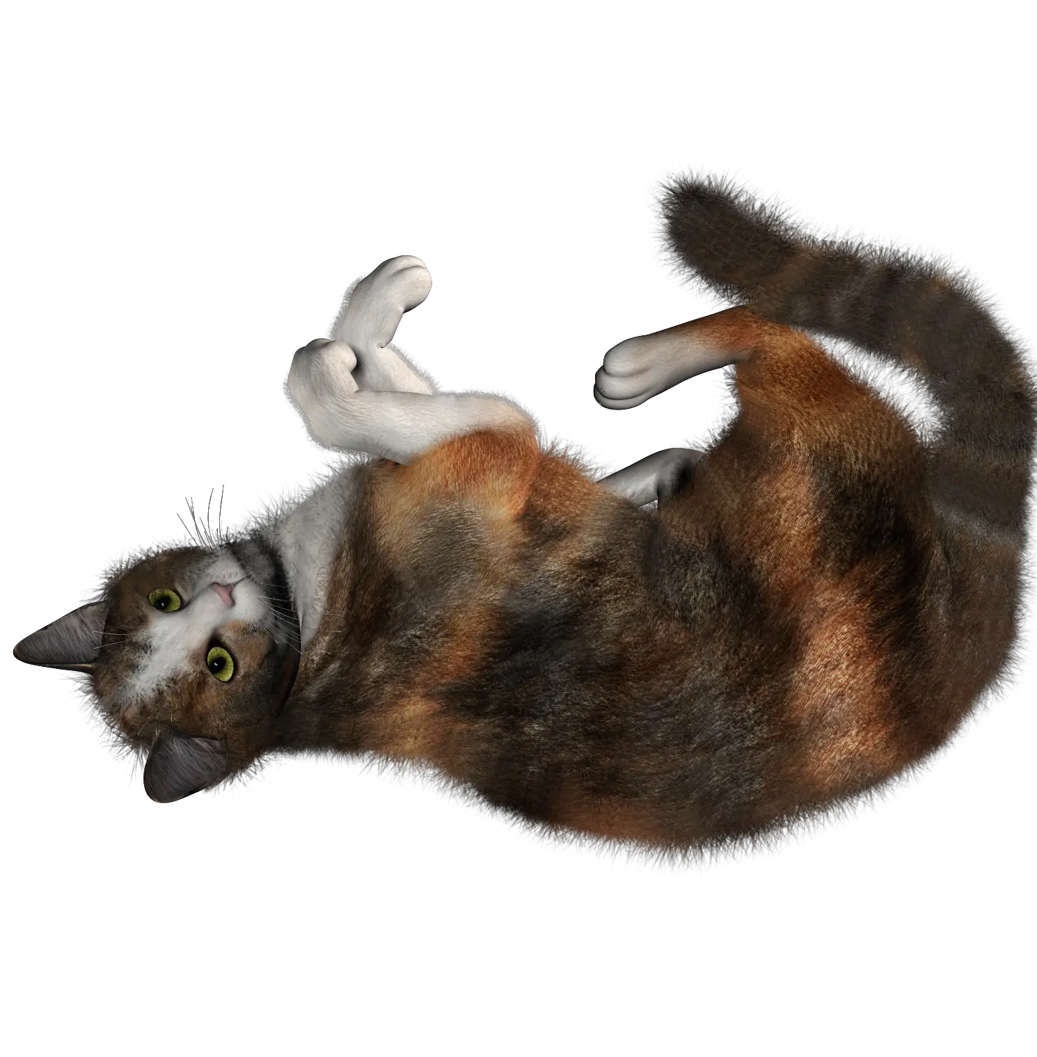 Cat PNG image