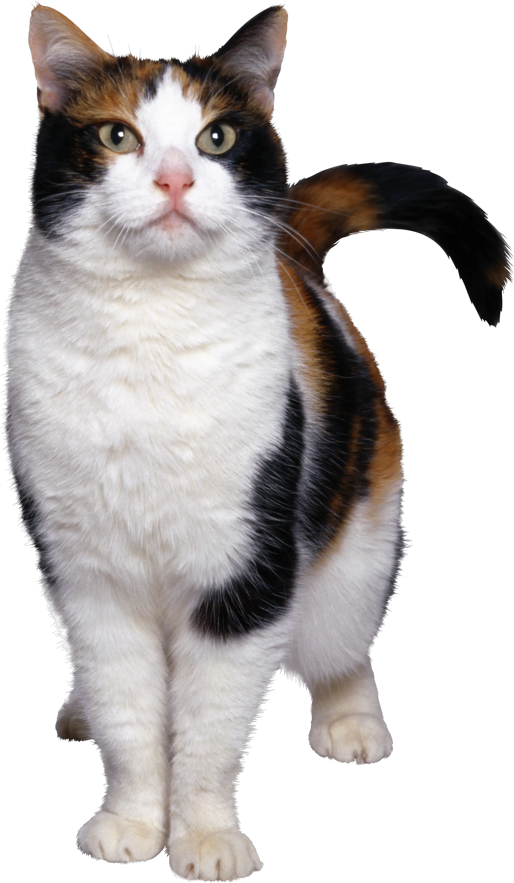 cat png image free download picture kitten