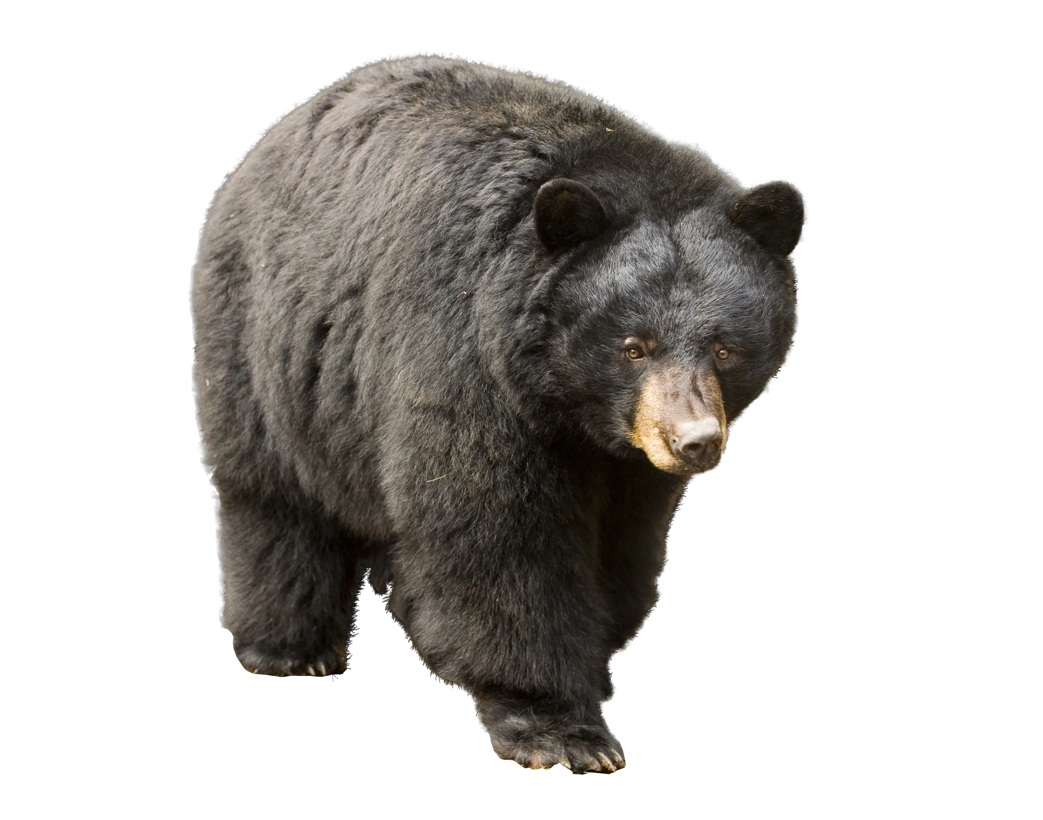 bear PNG