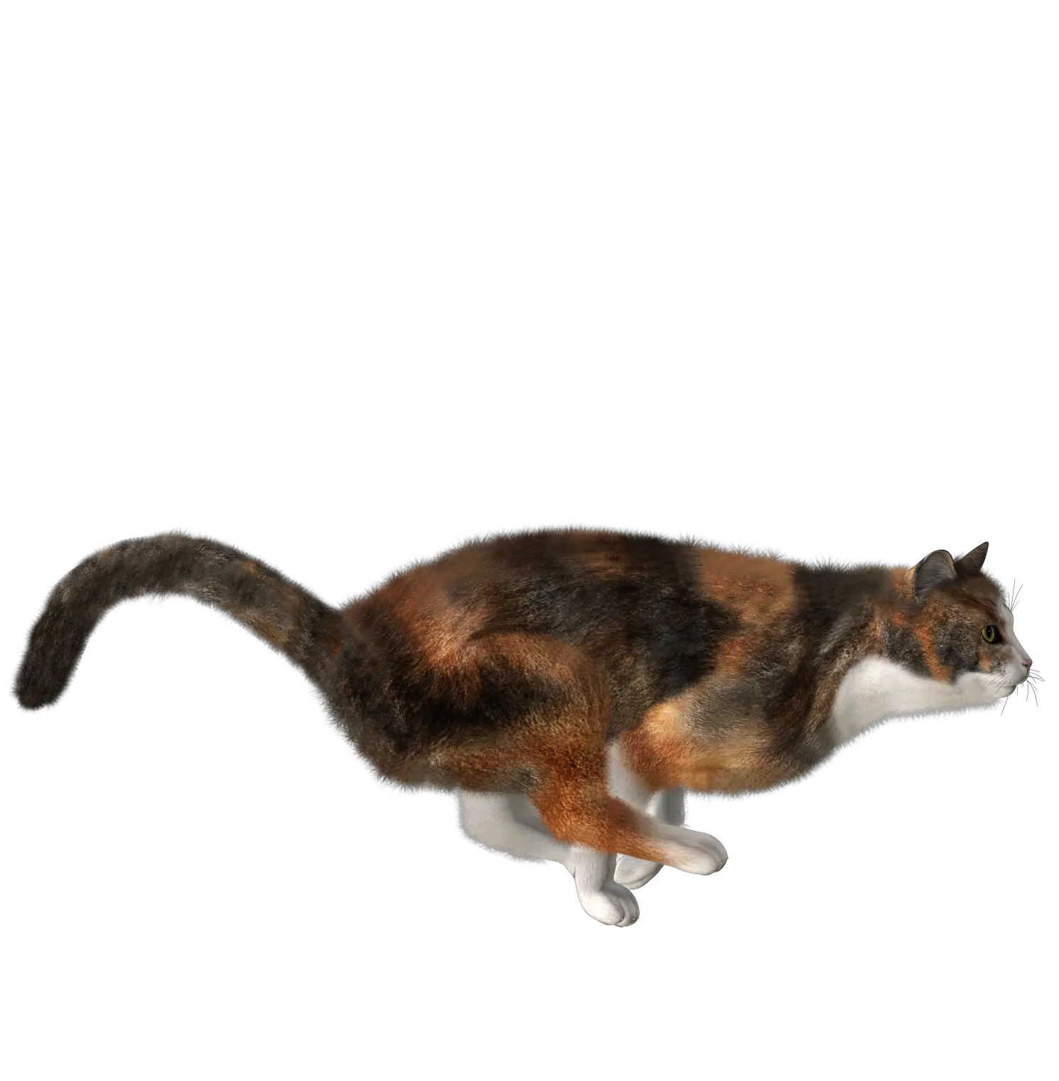 cat png image free download picture kitten