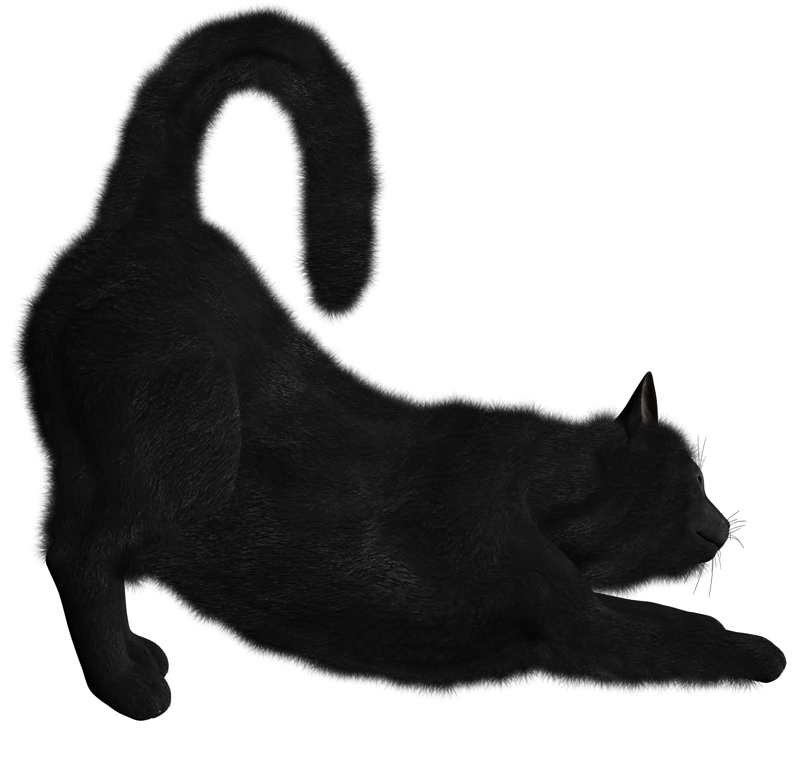 Black Cat PNG image