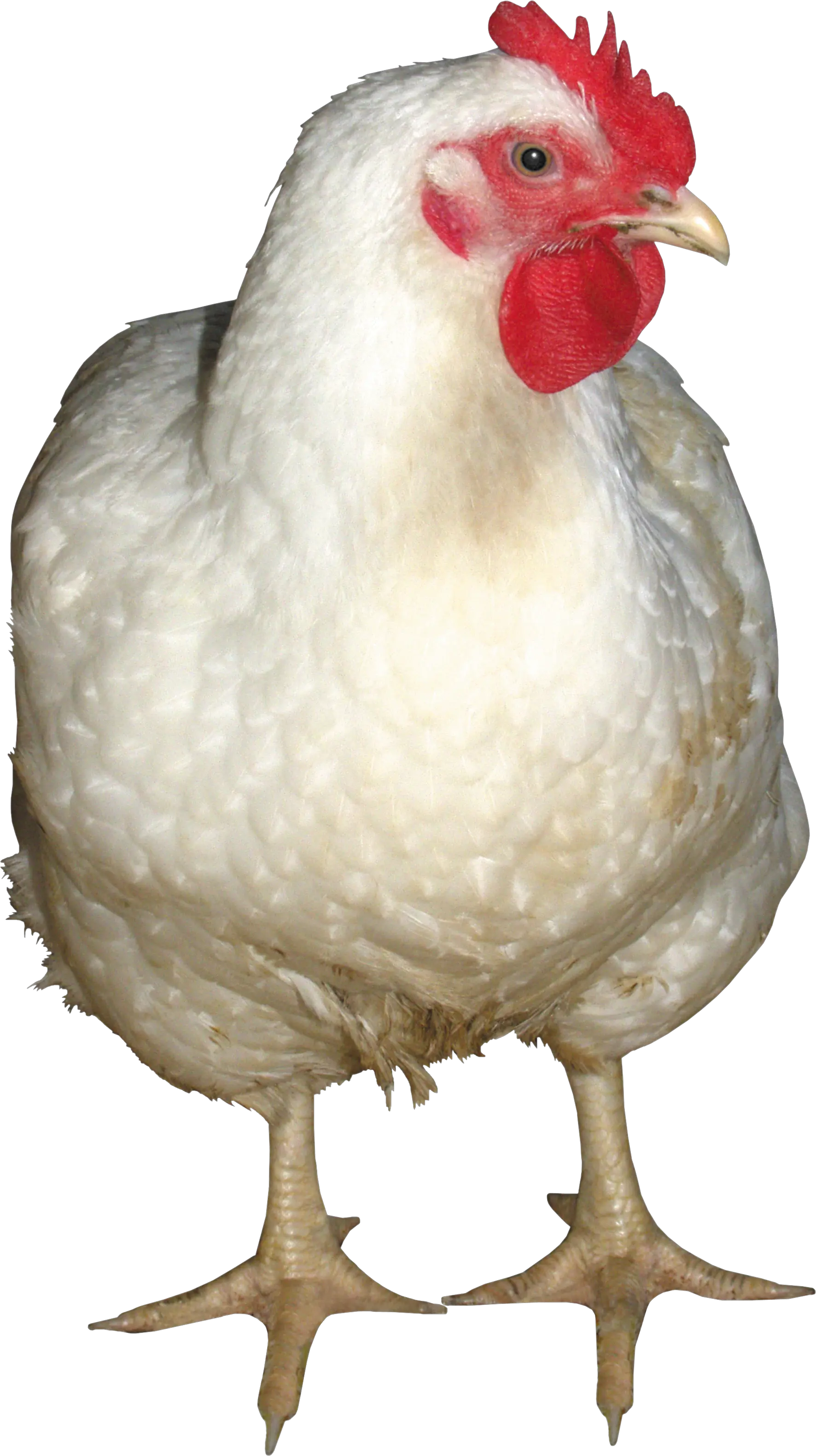 white chicken PNG image