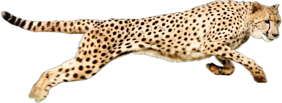Cheetah PNG