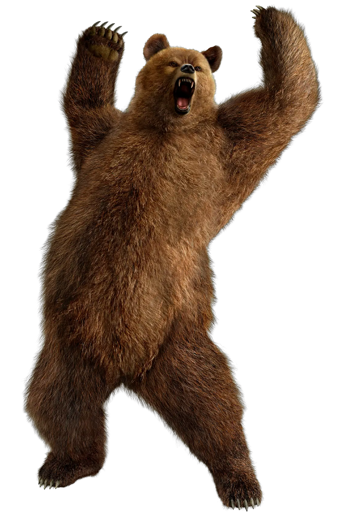 brown greezly bear PNG image