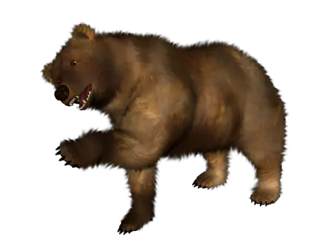 brown bear PNG image