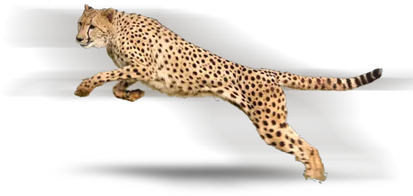 Cheetah PNG