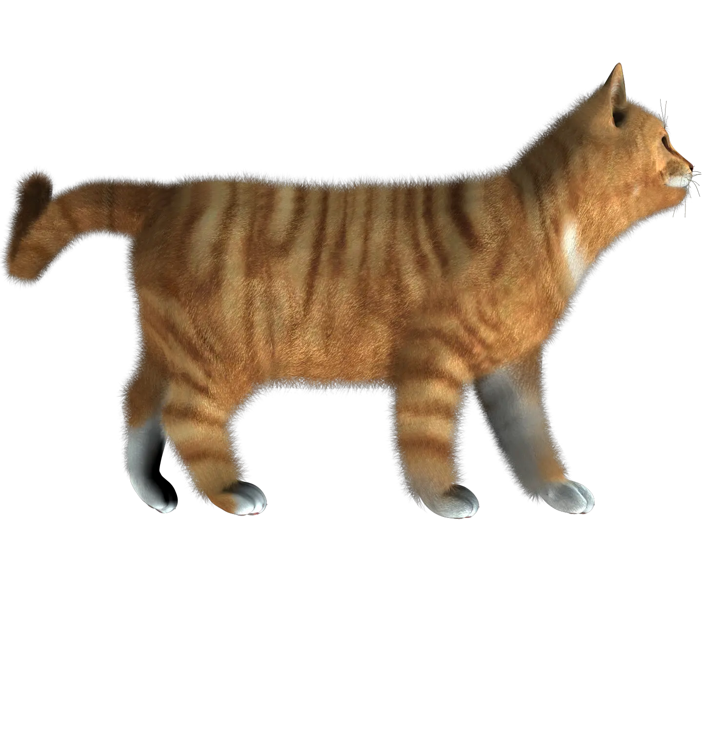 Cat PNG image kitten png