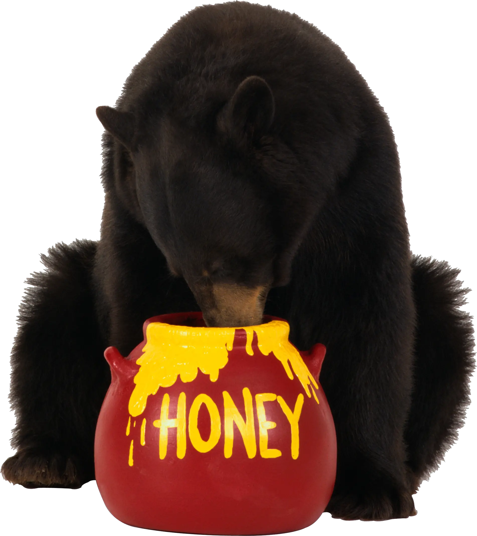 brown bear eats honey PNG image