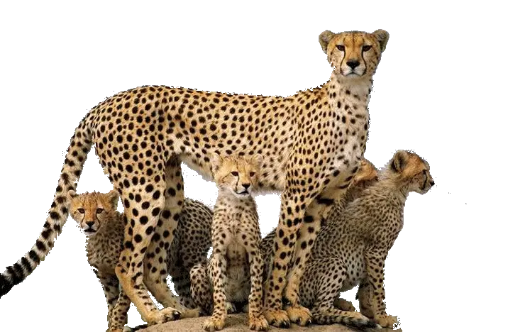 Cheetah PNG