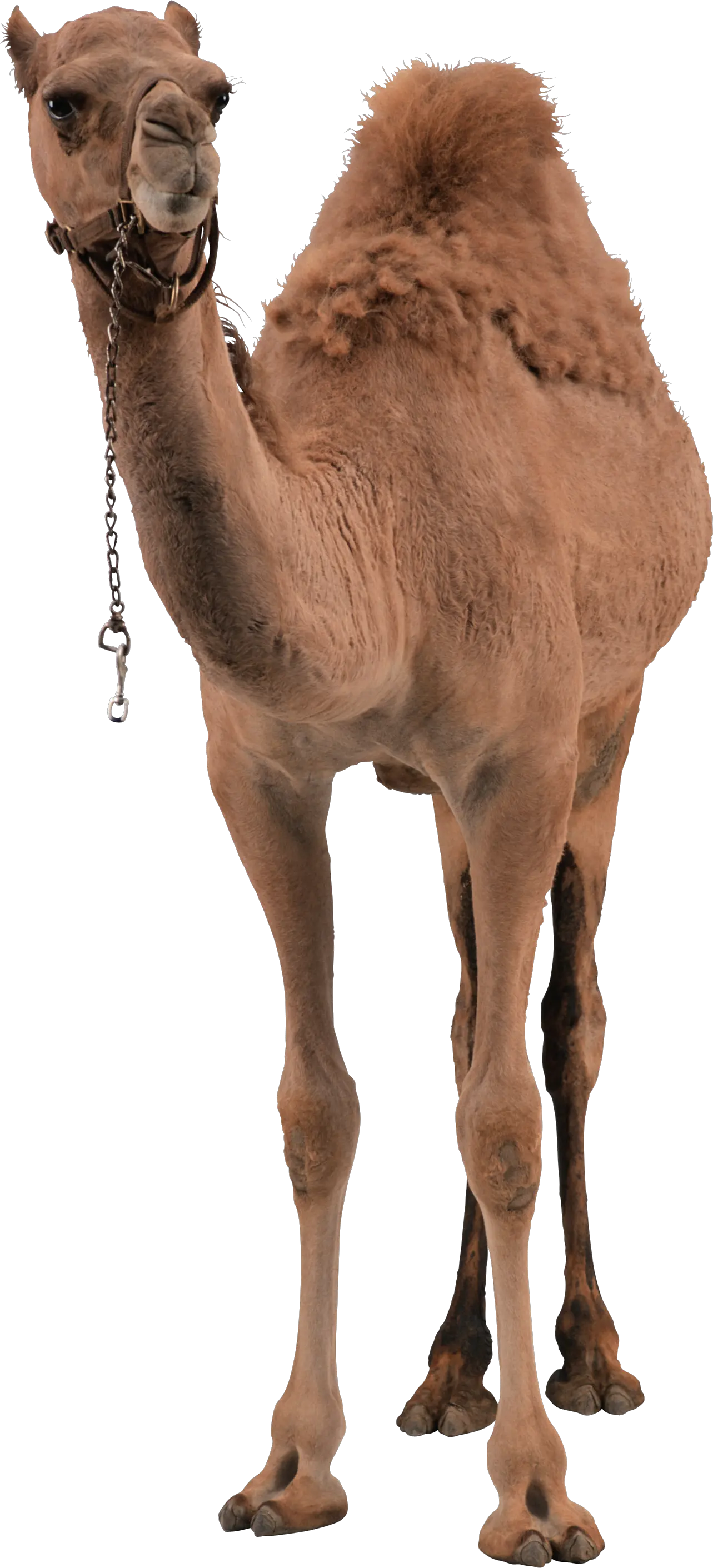 Camel PNG image