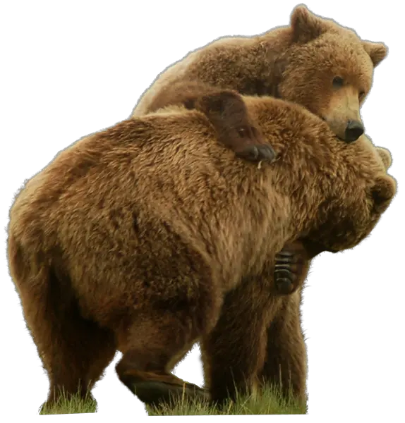 bear PNG