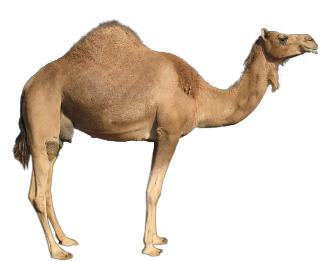 Camel PNG image