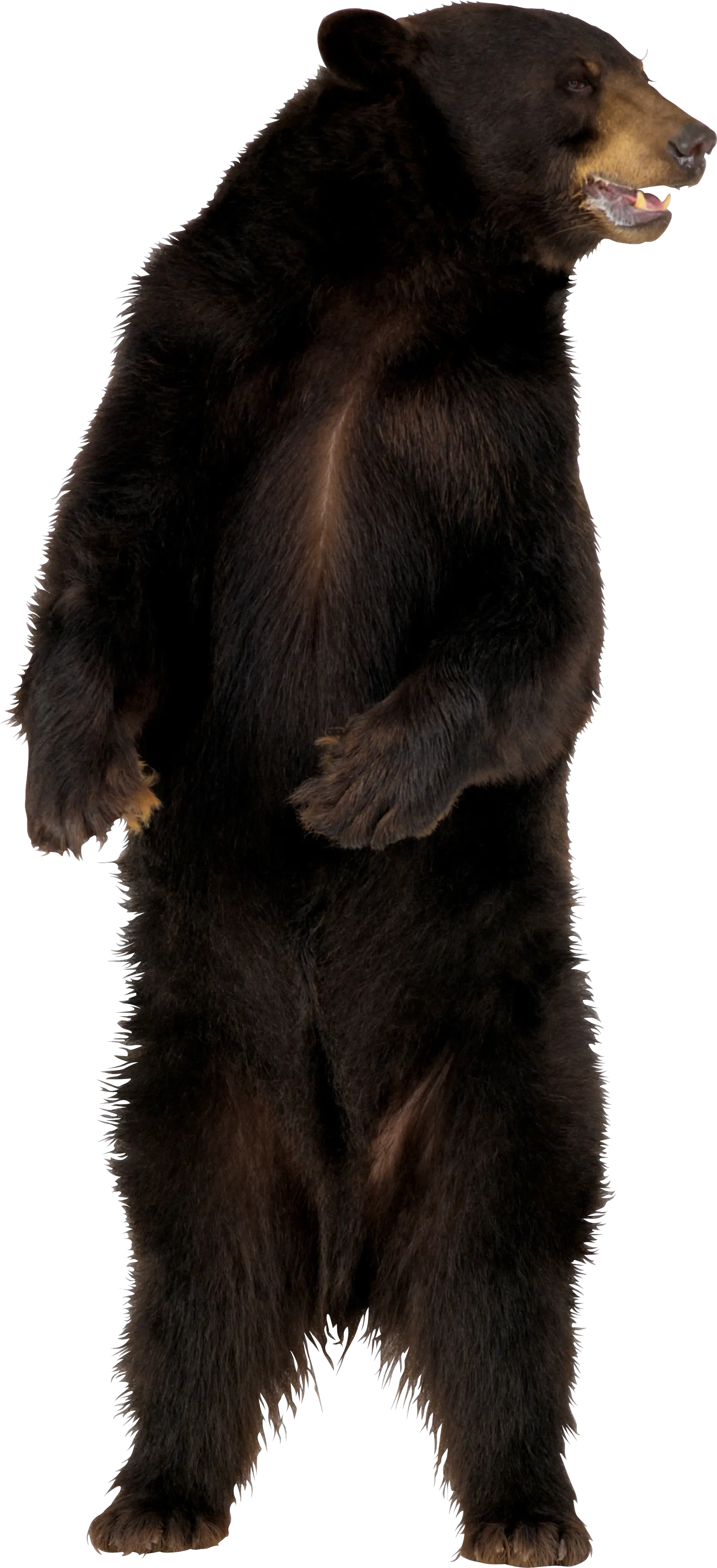 brown bear PNG image