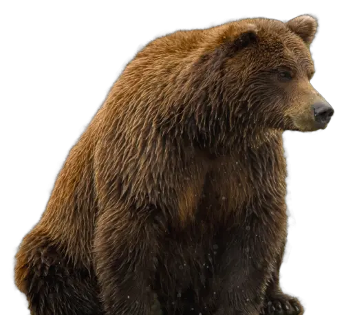 bear PNG