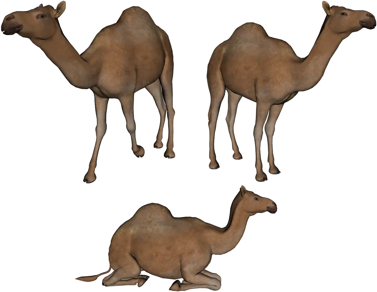 Camel PNG image