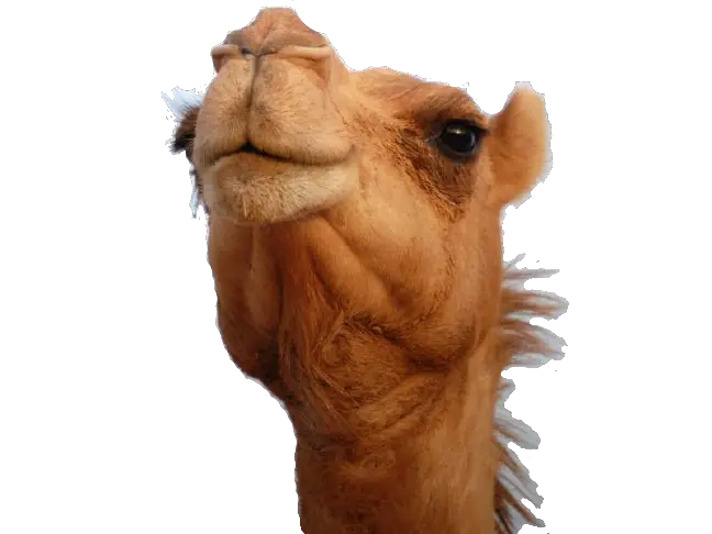 Camel PNG
