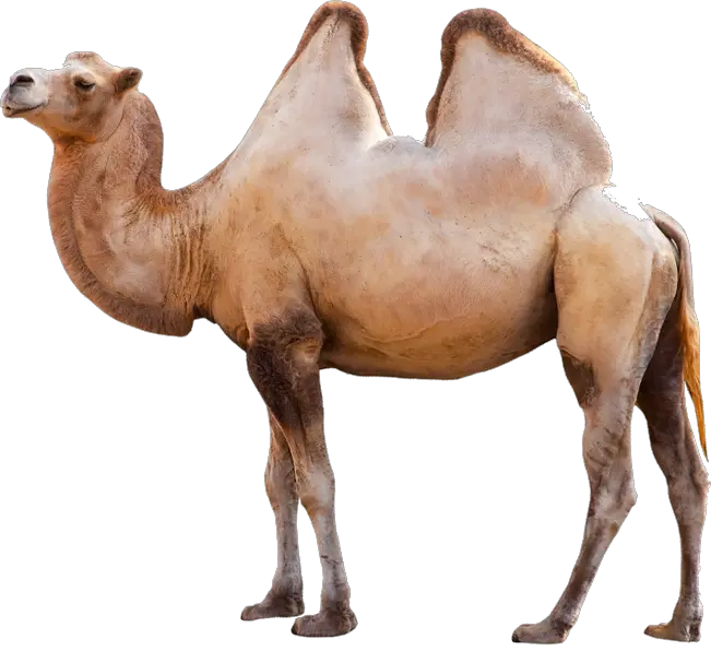 Camel PNG image