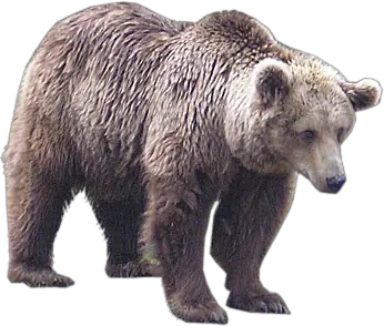 bear PNG image